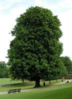 A Horse Chestnut tree in full tree: Click to enlarge