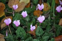 Cyclamen: Click to enlarge