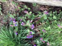 Lungwort (Pulmonaria Officinalis): Click to enlarge