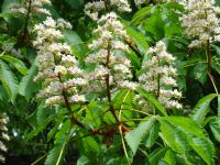 Horse Chestnut blossom: Click to enlarge