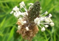 Ribwort: Click to enlarge