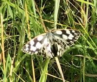 Marbled White Butterfly: Click to enlarge