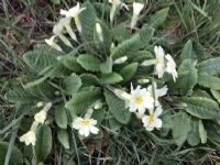 Primrose (Primula Vulgaris): Click to enlarge