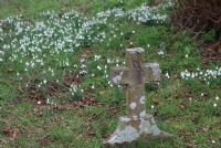 Snowdrops around a grave stone: Click to enlarge